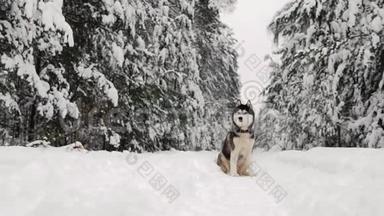 西伯利亚哈士奇坐在森林的一条小路上，背景是一片冬天的森林。 森林里美丽的冬天狗。